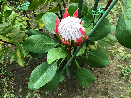 キングプロテアの花