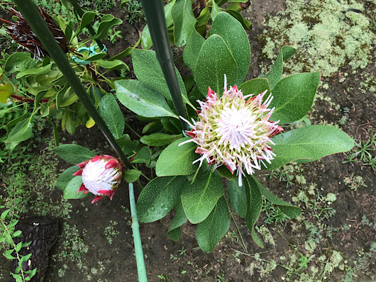 高さ80㎝ お花6本立ちキングプロテア・リトルプリンス8号鉢 リトル