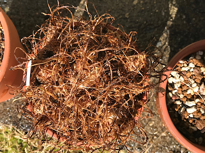 ウンドゥラータ