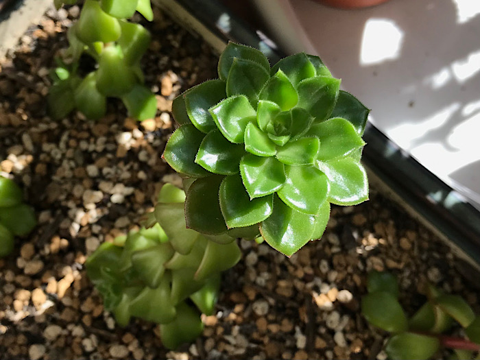 徒長したレティジアのこと。 - ずん♪の多肉植物と折り紙のあれこれ