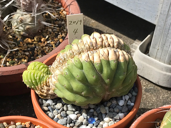 トリコケレウス属 Psycho0(サイコノーツ) Hybrid 天守閣 カット