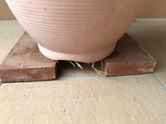 アロエ・アクレアータの記録。2025年3月21日。鉢の底から根が出てきている。