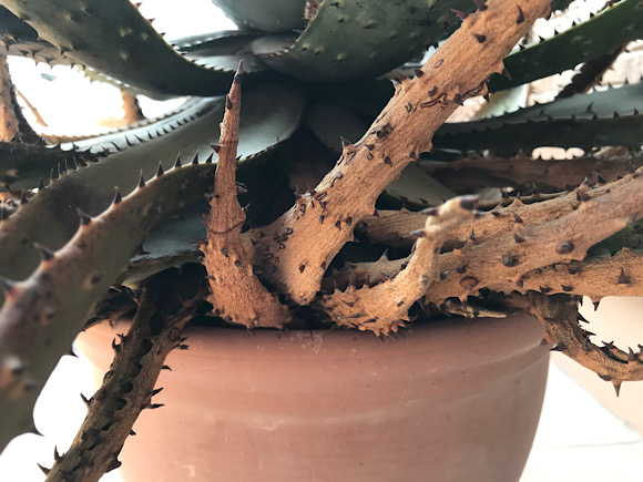 アロエ・アクレアータ