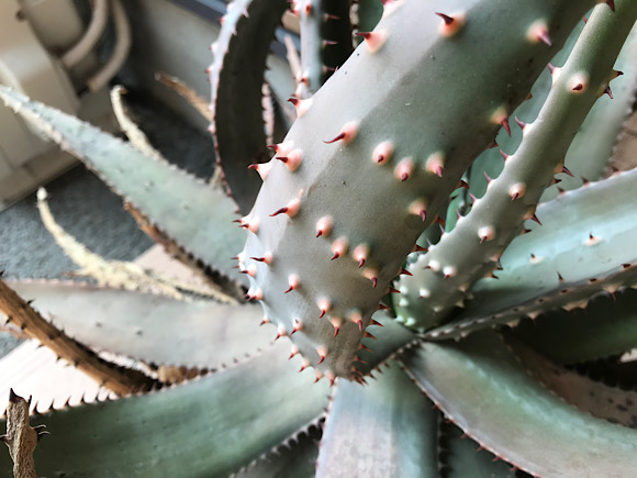 アロエ・アクレアータ