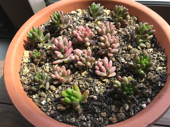 植え替えたセダム 多肉