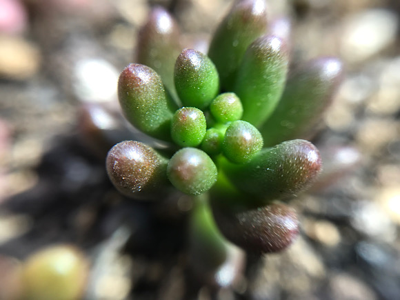植え替えたセダム 多肉