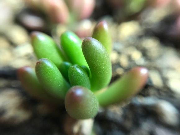 セダム・虹の玉 多肉