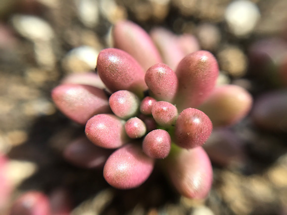セダム・オーロラ 多肉植物