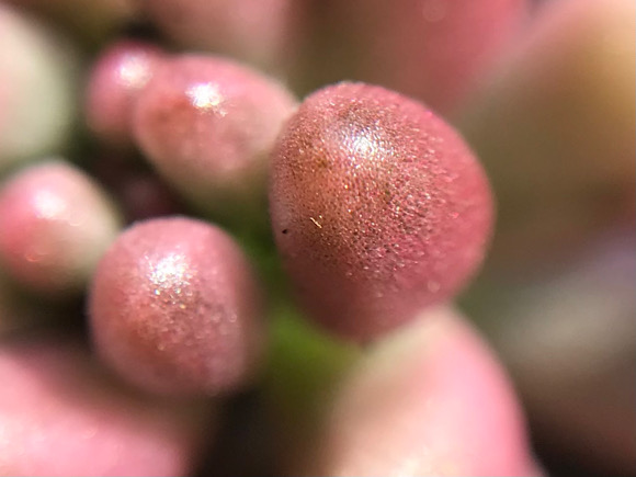 セダム・オーロラ 多肉