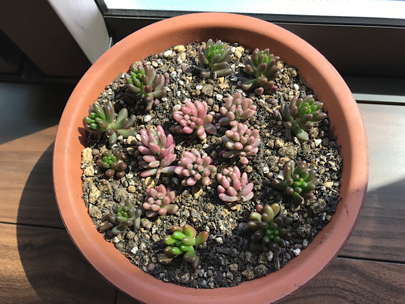 植え替えたセダム 多肉植物
