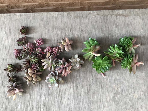 植え替え中の多肉植物 多肉