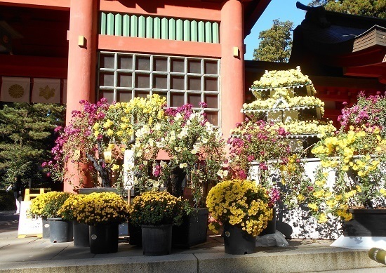 香取神宮の菊祭り