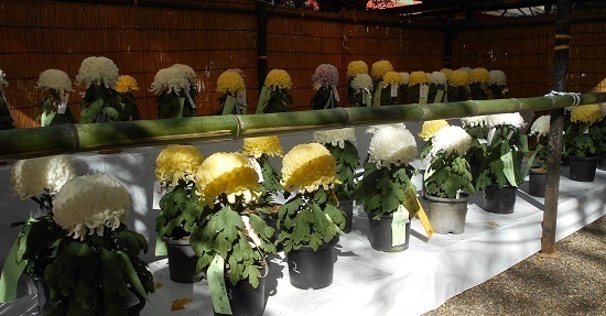 香取神宮の菊祭り