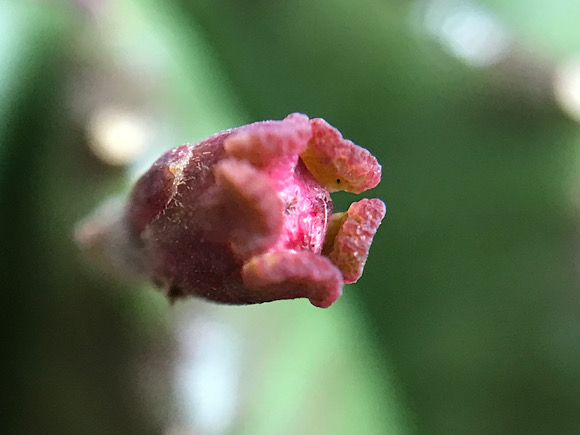 ユーフォルビア・貴青玉の花