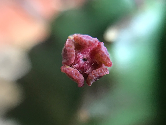 ユーフォルビア・貴青玉の花