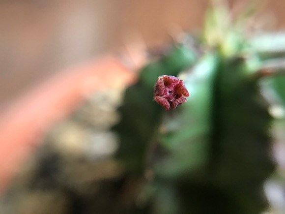 ユーフォルビア・貴青玉の花