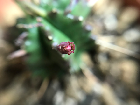 ユーフォルビア・貴青玉の花