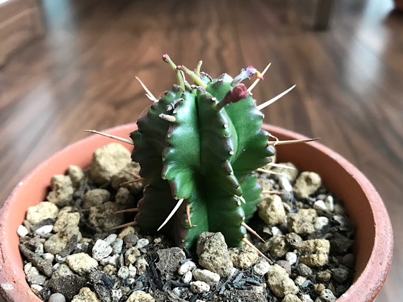 ユーフォルビア・貴青玉の花