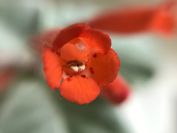 断崖の女王の花