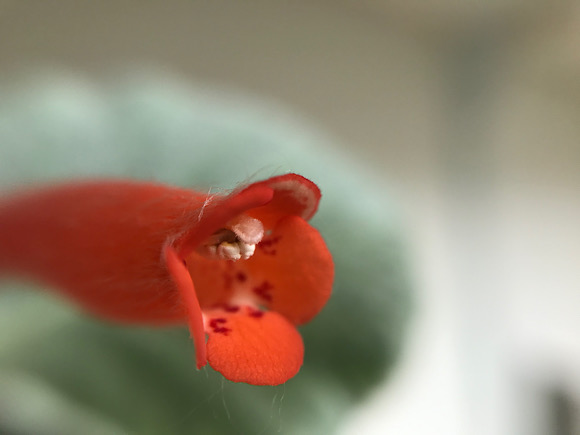断崖の女王の花