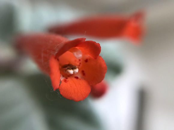 断崖の女王の花