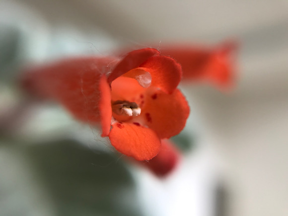 断崖の女王の花