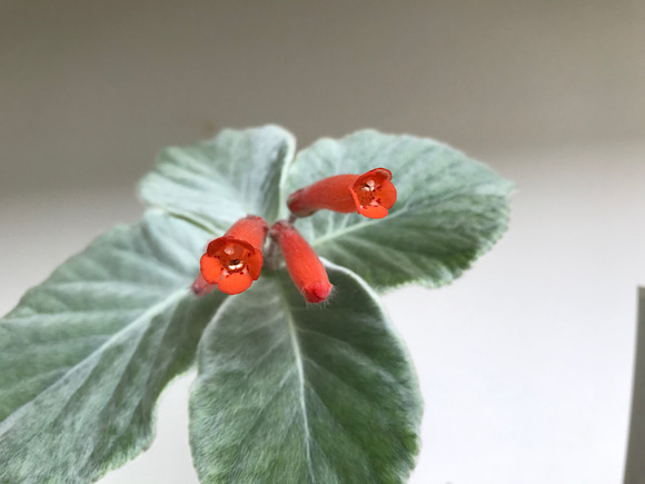 断崖の女王の花