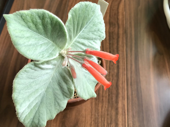 断崖の女王の花