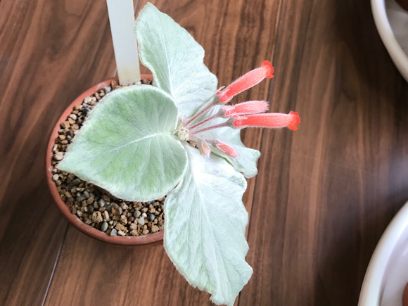 断崖の女王の花