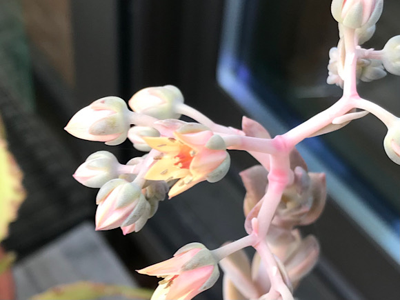 グラプトベリア・バイネシーの花