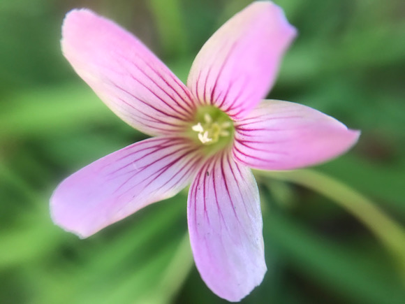 ムラサキカタバミの花って、ピンク色のオキザリスじゃないのぉ
