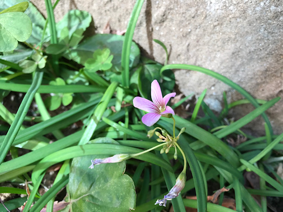 ムラサキカタバミの花って、ピンク色のオキザリスじゃないのぉ