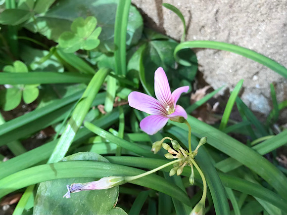 ムラサキカタバミの花って、ピンク色のオキザリスじゃないのぉ