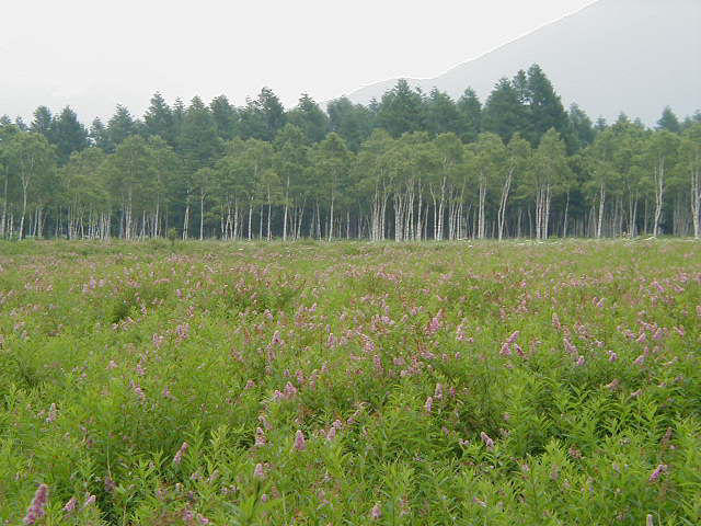 夏の小田代ヶ原の風景 夏の小田代ヶ原の風景