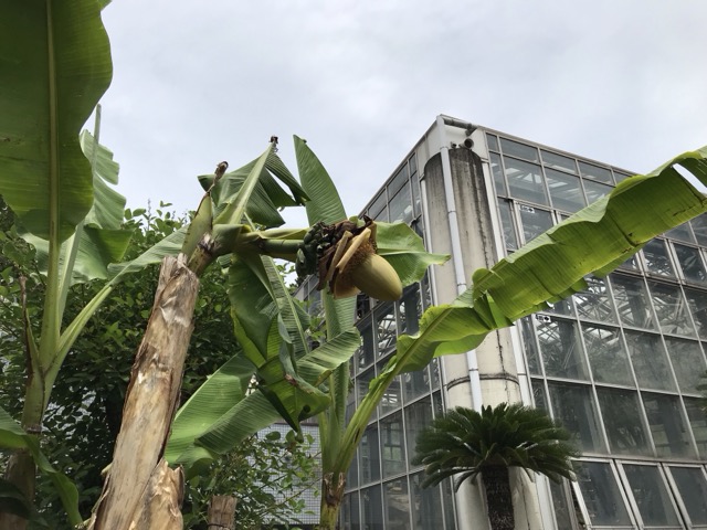 バショウ・ジャパニーズバナナ 植物園で見たバショウ。別名はジャパニーズバナナ。 - ずん♪の多肉