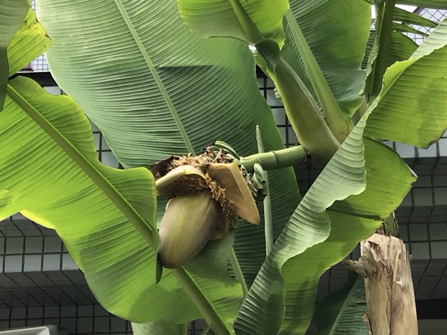 植物園で見たバショウ。別名はジャパニーズバナナ。 - ずん♪の多肉