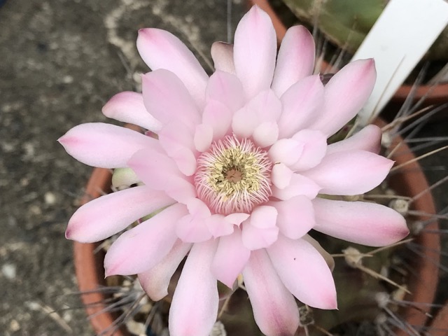 家のサボテン、ギムノカリキウム、翠晃冠の花です。大きな落ち着いた