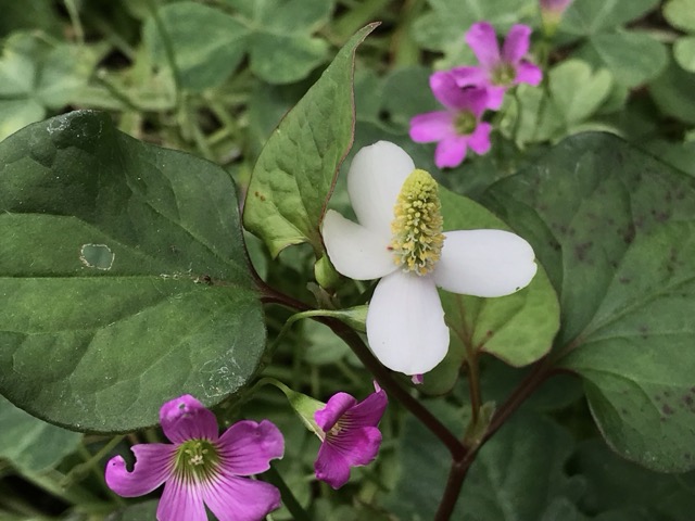 ムラサキカタバミと白いドクダミの花。 - ずん♪の多肉植物と折り紙の