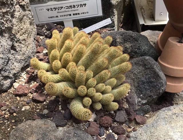 マミラリア・コガネツカサ