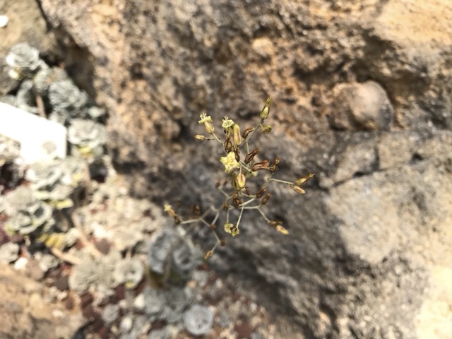 カランコエ・ロンポピロサ