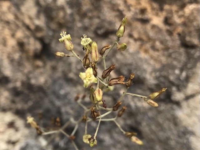 カランコエ・ロンポピロサ