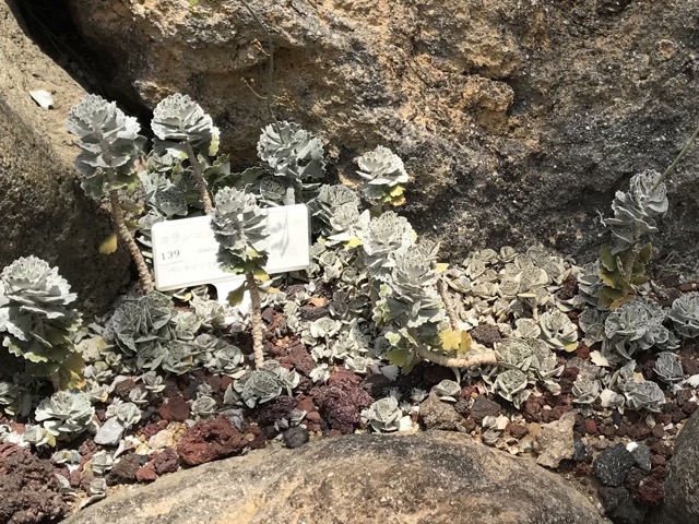 カランコエ・ロンポピロサ