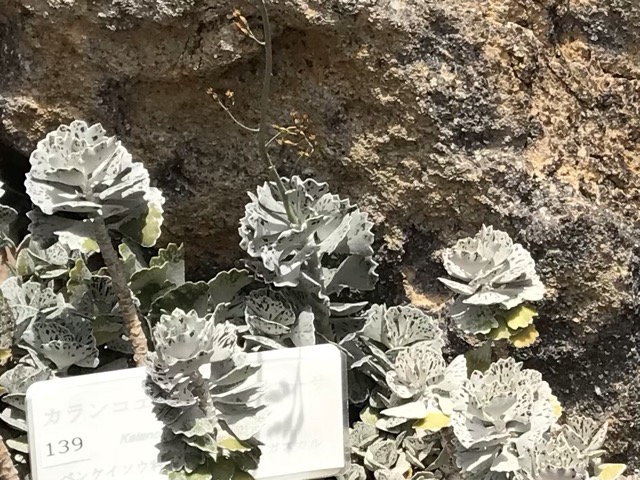 カランコエ・ロンポピロサ