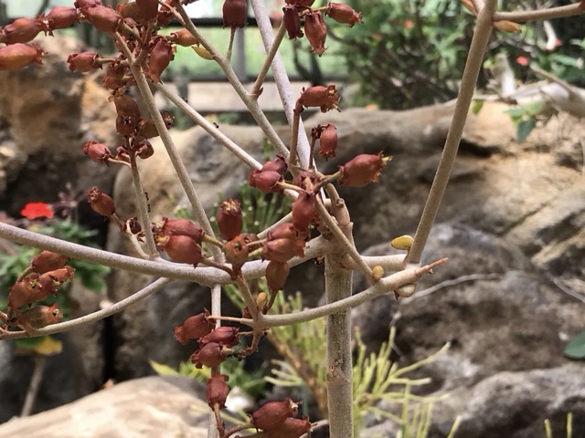 カランコエの花