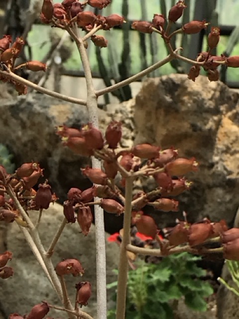 カランコエの花