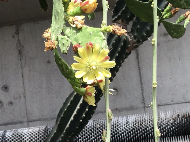 単刺団扇（タンシウチワ）の花。
