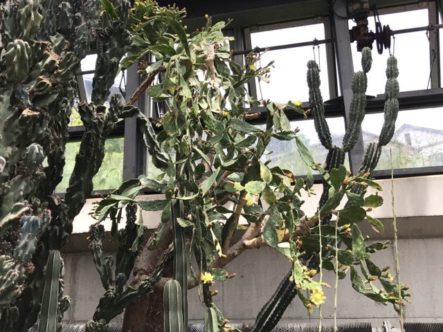 単刺団扇（タンシウチワ）の花。