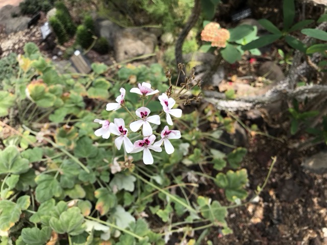 ペラルゴニウム・エキナツムの花