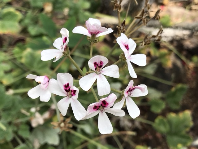 ペラルゴニウム・エキナツムの花