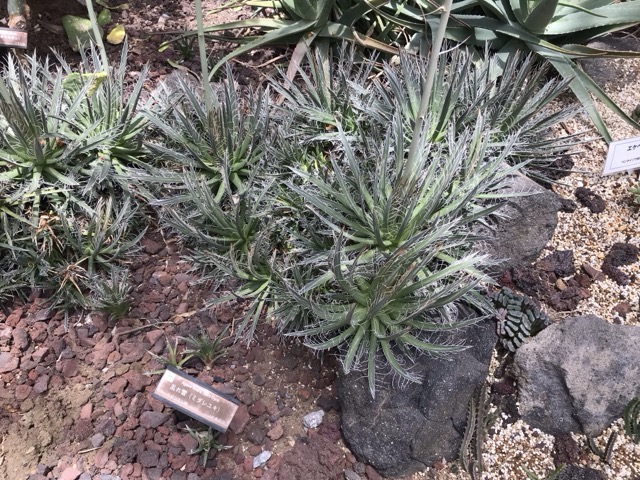 乱れ雪（ミダレユキ）